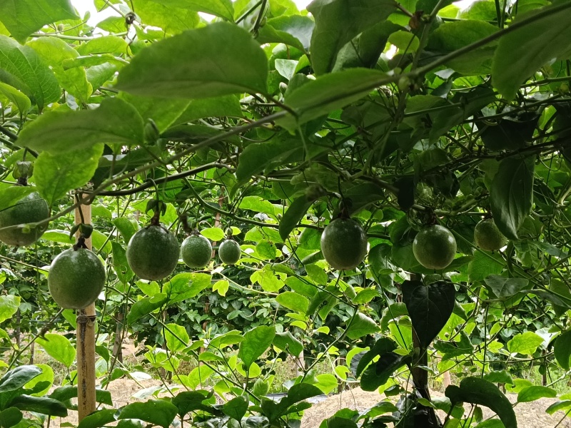 9号黄金百香果，***********