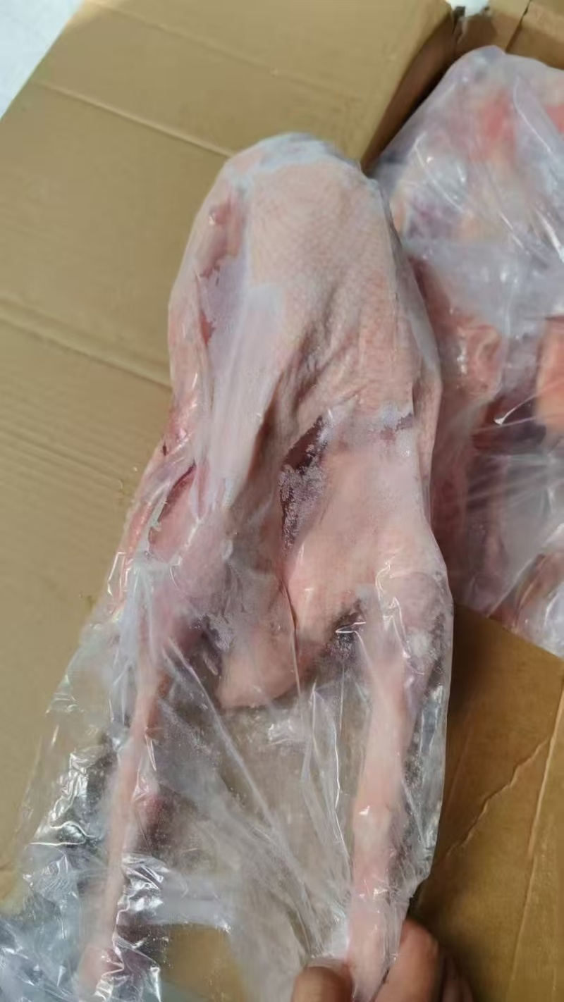 19㎏8只心肝仔鹅200件