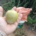 黄金奈李