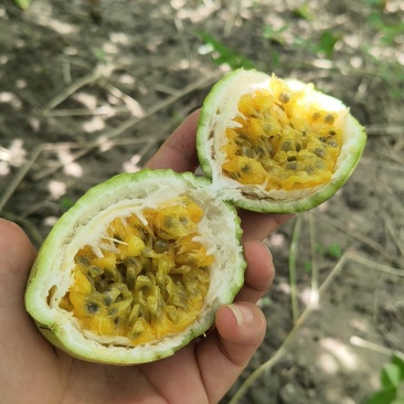 黄金百香果