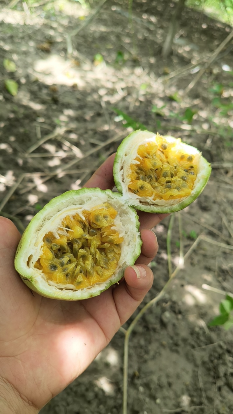 黄金百香果