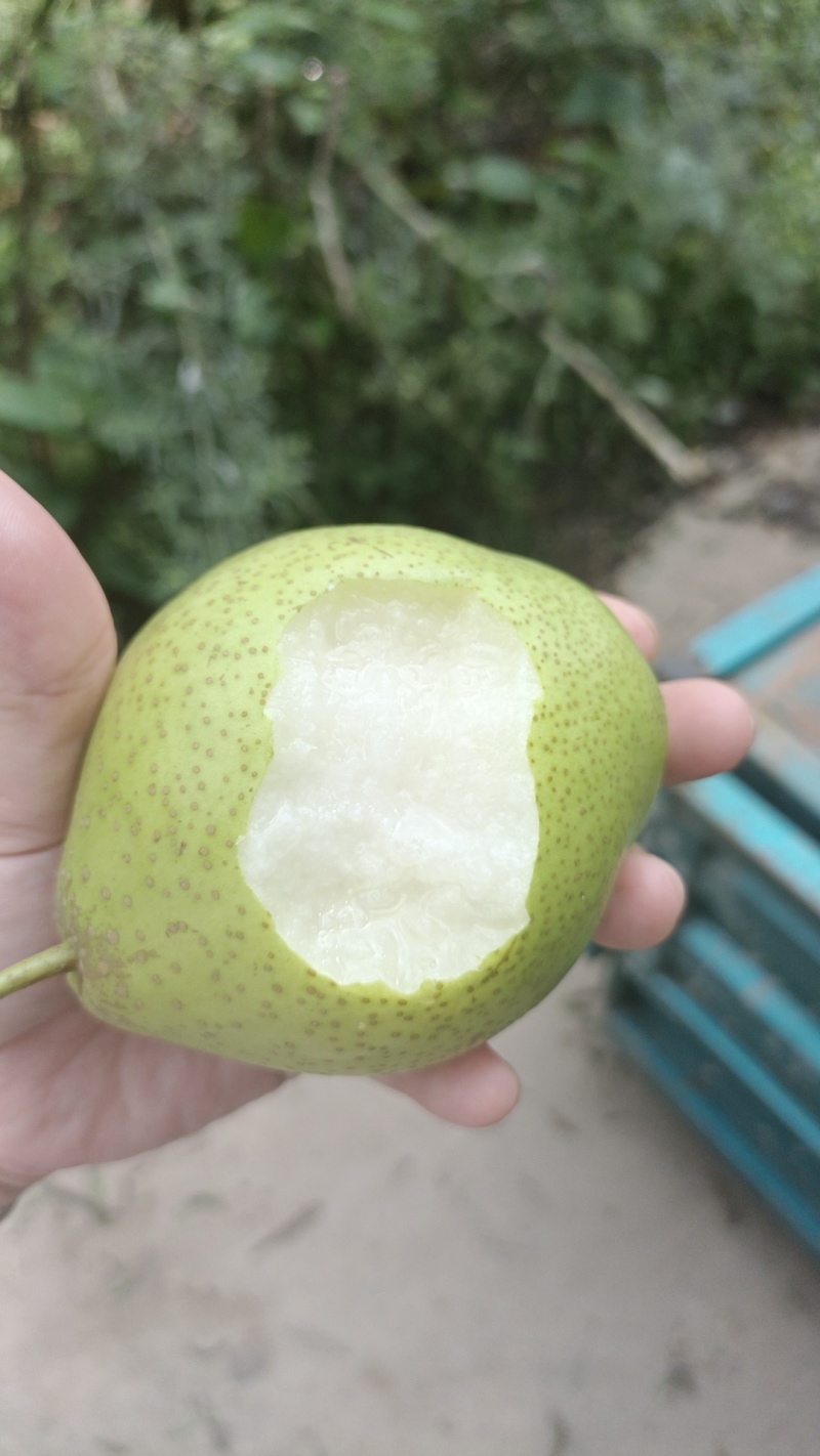 早酥梨自家产锦州义县