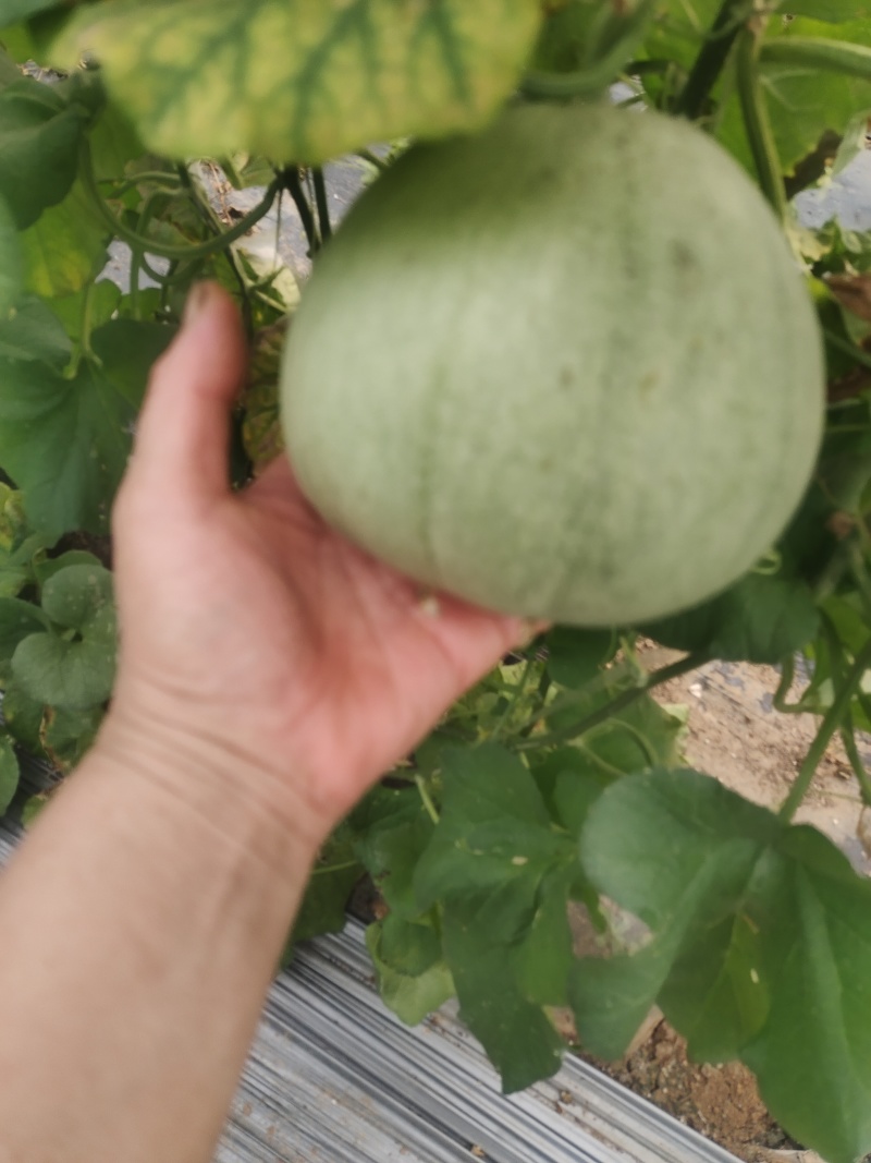 自家种的绿博特甜瓜，有想要的老板可联系我，现在已经成熟