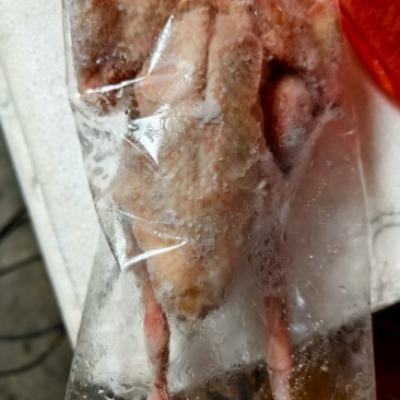 二级4两以上鸽子全净膛