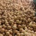 新葫芦烤干云南弥勒铁葫芦100个起批