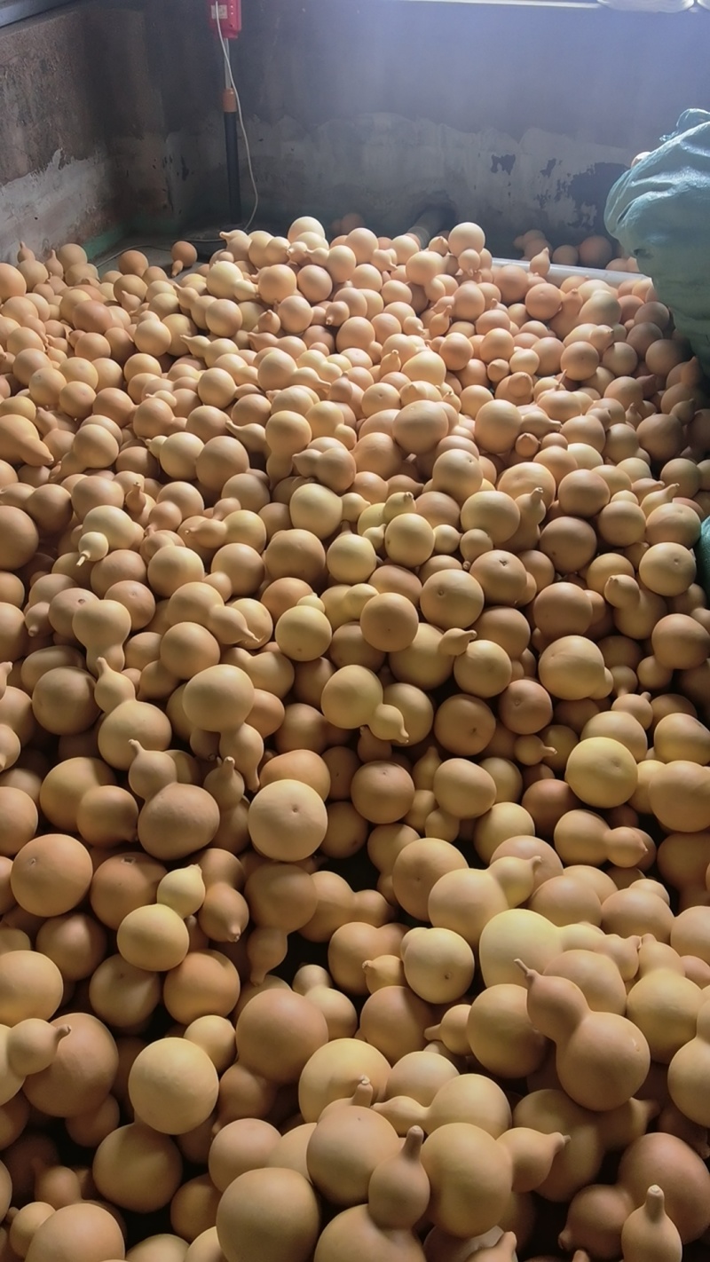 新葫芦烤干云南弥勒铁葫芦100个起批