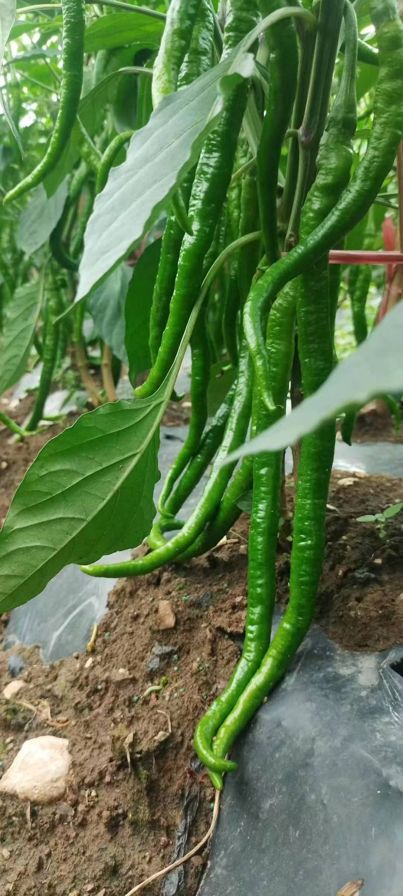 线椒8号椒