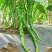 线椒8号椒