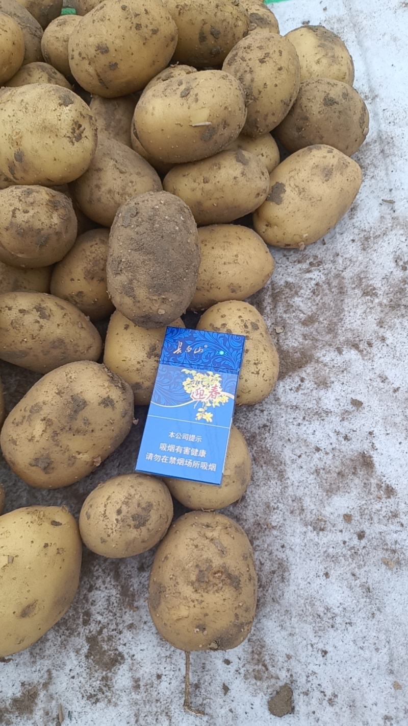 土豆厂地直销量大优惠吉林四平双辽