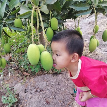 芒果