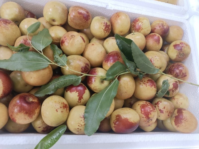 大荔冬枣