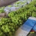 大凉山阳光玫瑰精品果8克以上
