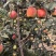 早熟鲁丽苹果