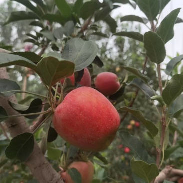 早熟鲁丽苹果