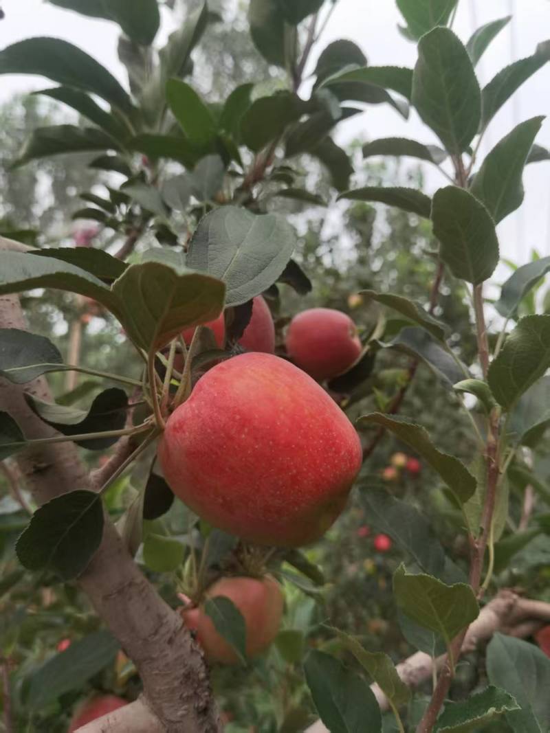 早熟鲁丽苹果