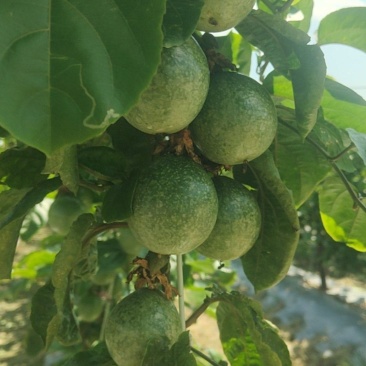 百香果