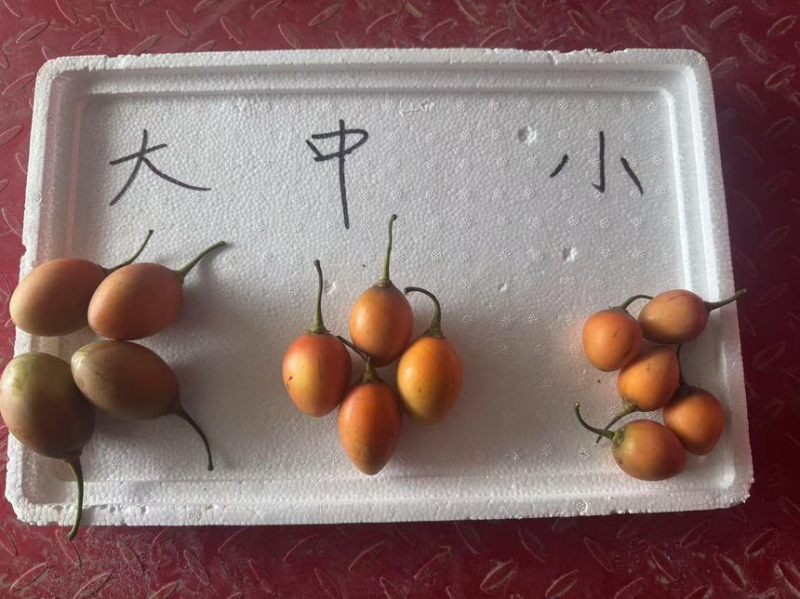 新鲜采摘基地直发