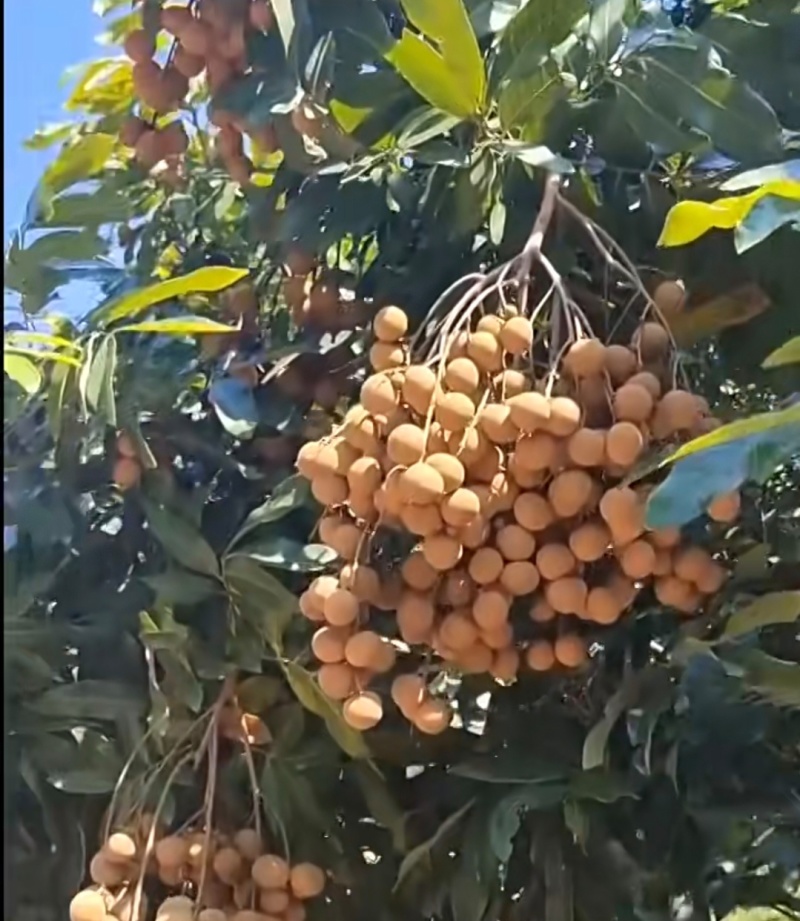 广西当季龙眼
