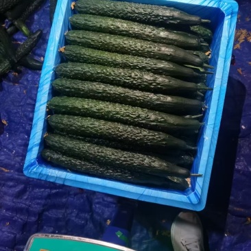 精品贵州黄瓜。基地直发