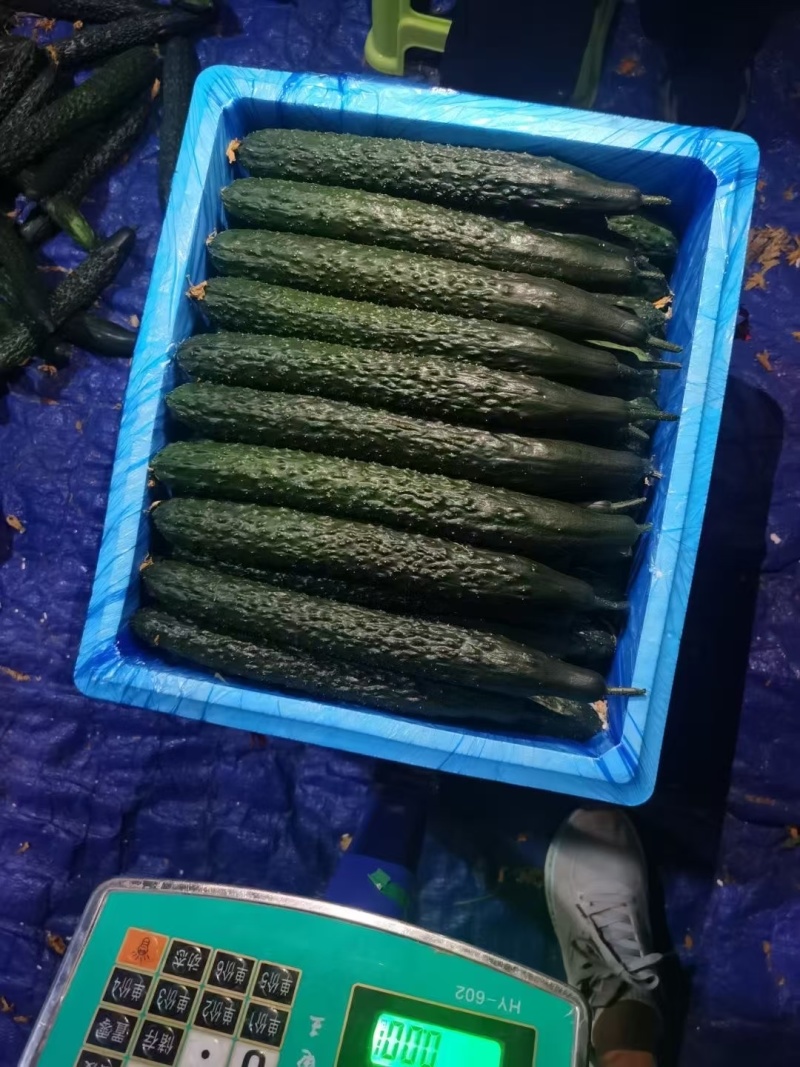 精品贵州黄瓜。基地直发