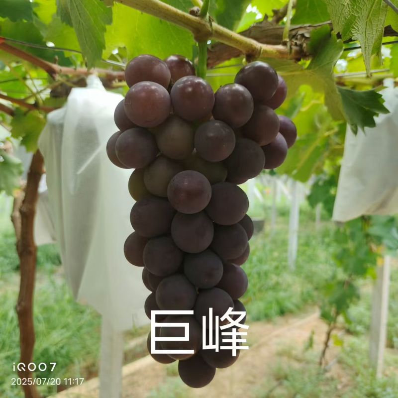 句容丁庄巨峰葡萄