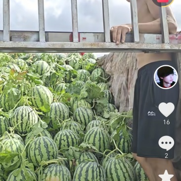 麒麟瓜，美都西瓜，甘美4K，玉姑，绿宝甜瓜