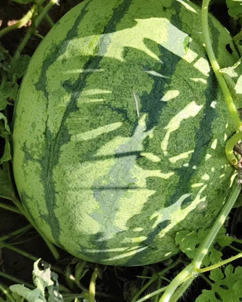 山西大同阳高赵家村家种西瓜