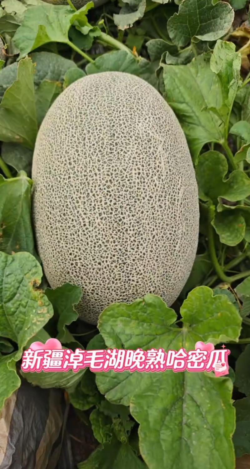 新疆哈密本地淖毛湖的哈密瓜