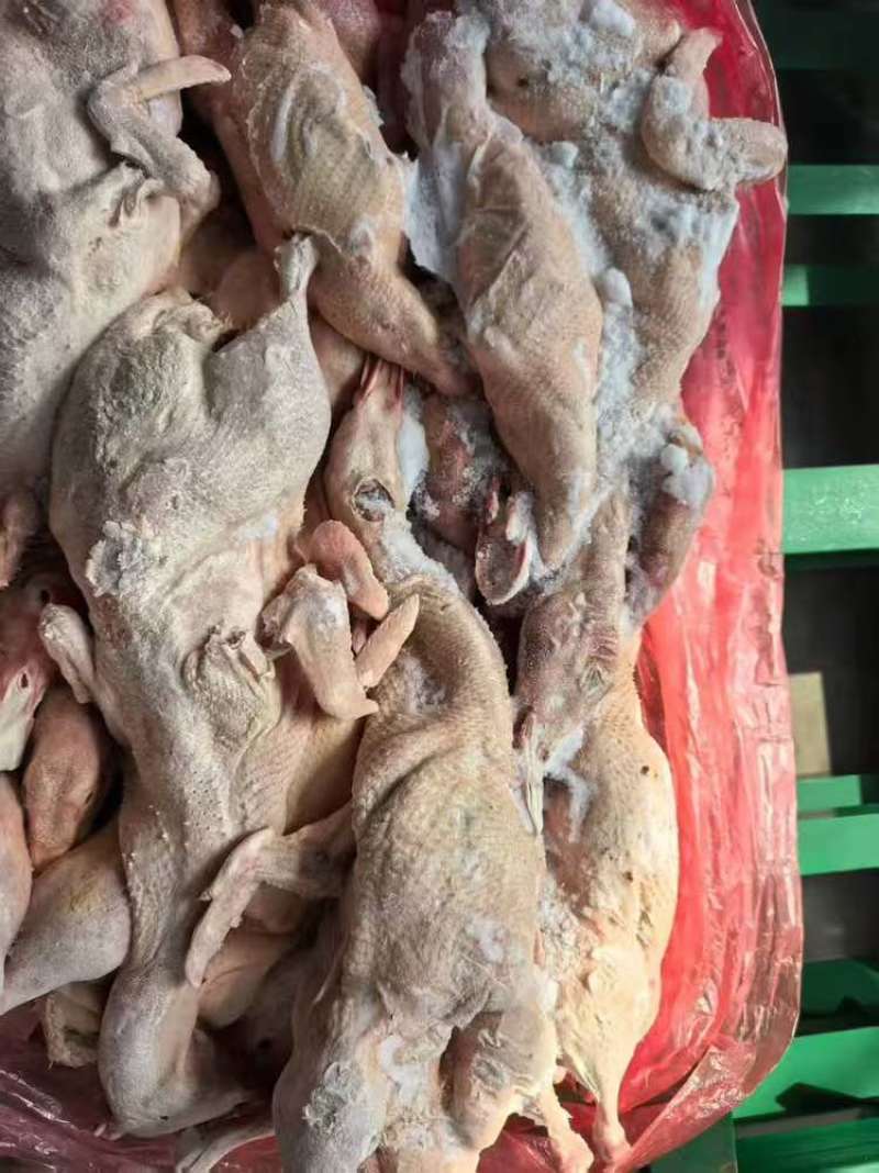 三级净膛鸭