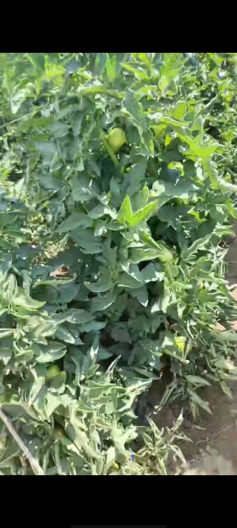 临河西红柿