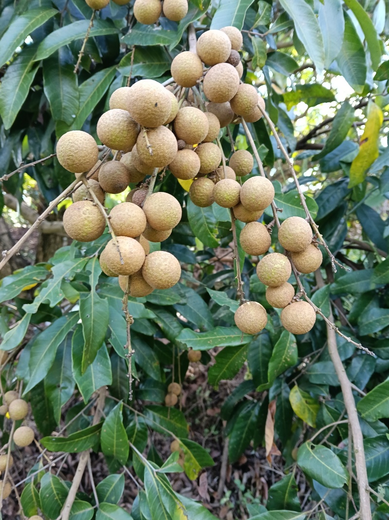 龙眼