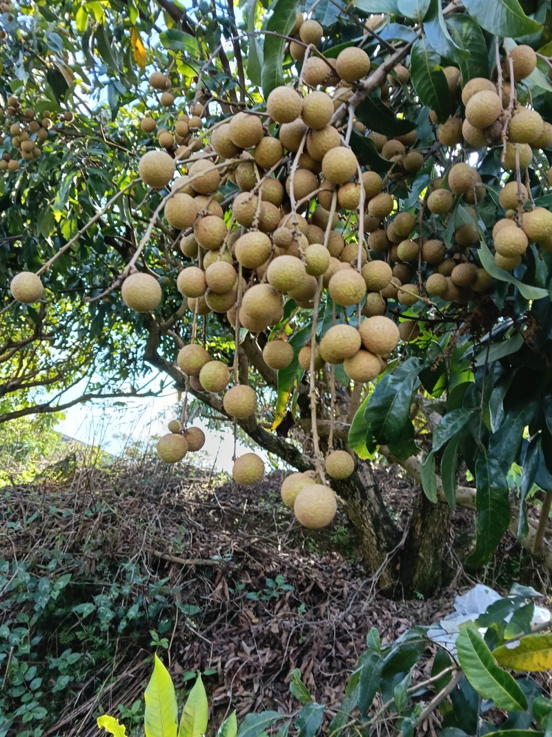 龙眼