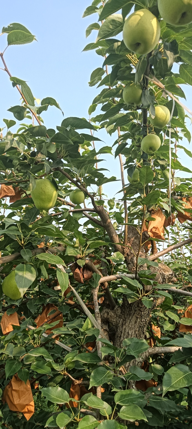 陕西蒲城套袋早酥梨