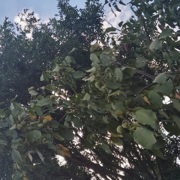 纸皮核桃