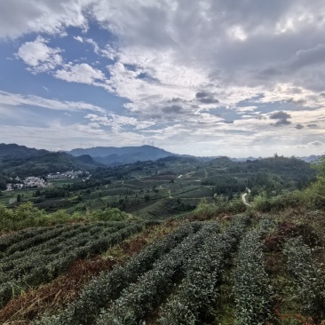 生态贵州黔茶1号绿茶、红茶