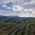 生态贵州黔茶1号绿茶、红茶