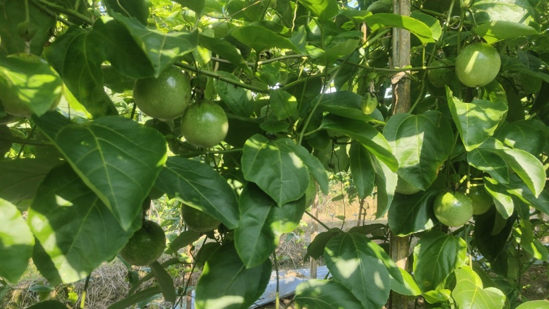 钦密9号百香果