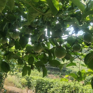 钦密9号百香果