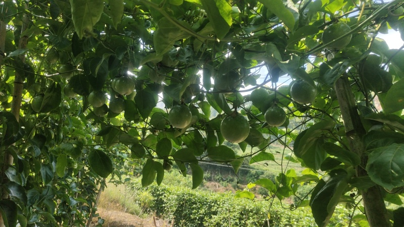 钦密9号百香果