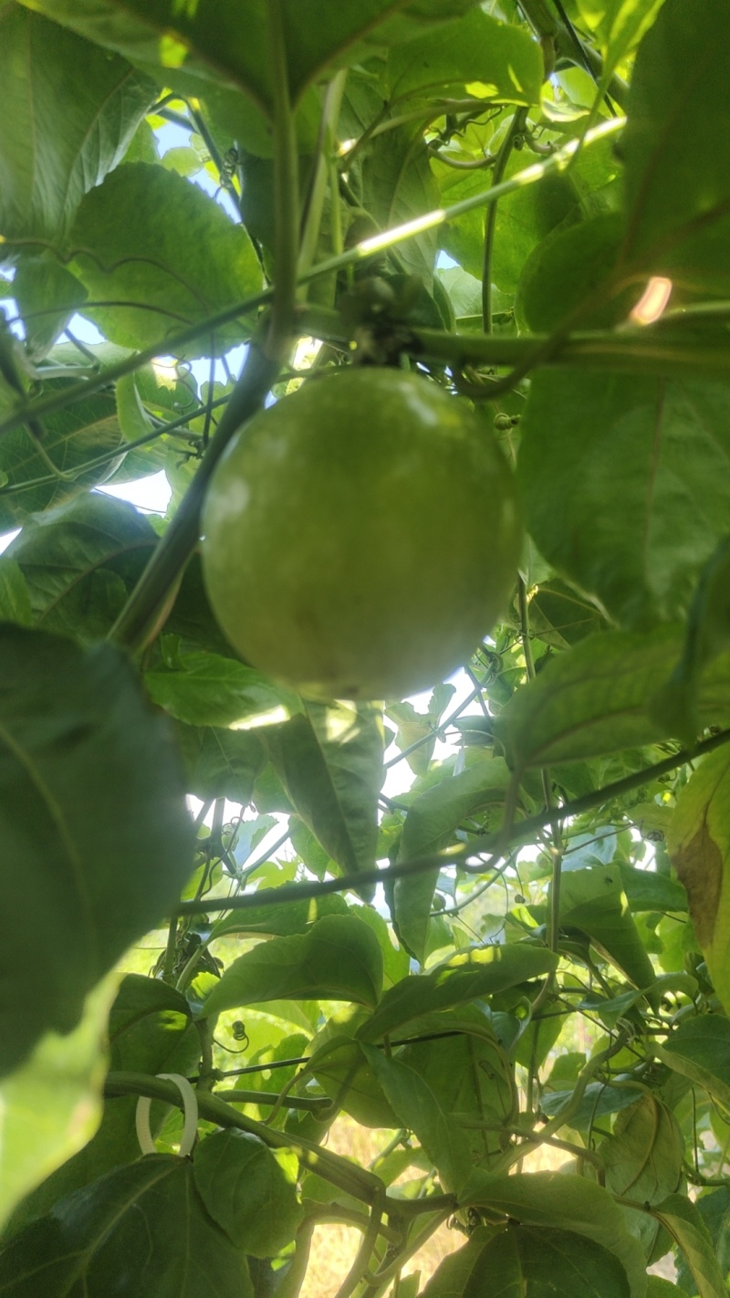 钦密9号百香果