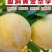盈洞高山黄金奈李
