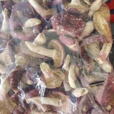 伏牛山红菇