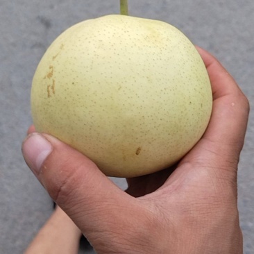 梨