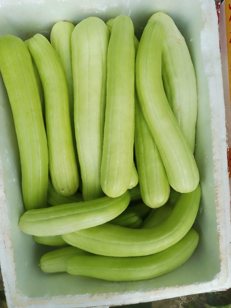 菜瓜
