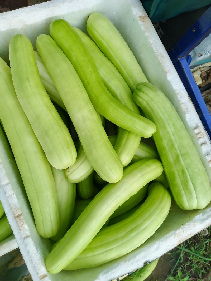 菜瓜