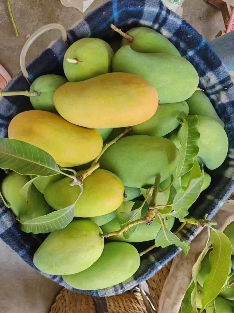 攀枝花专属攀研二号芒果🥭口感Q弹细腻香甜吃了还想吃😋