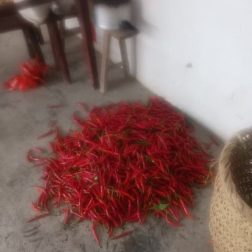 贵州红辣椒🌶