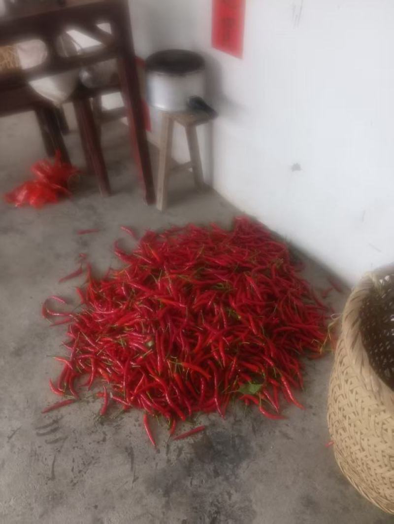 贵州红辣椒🌶