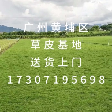 广州黄埔草皮草坪基地园林绿化送货上门