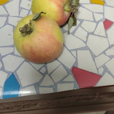 早熟苹果